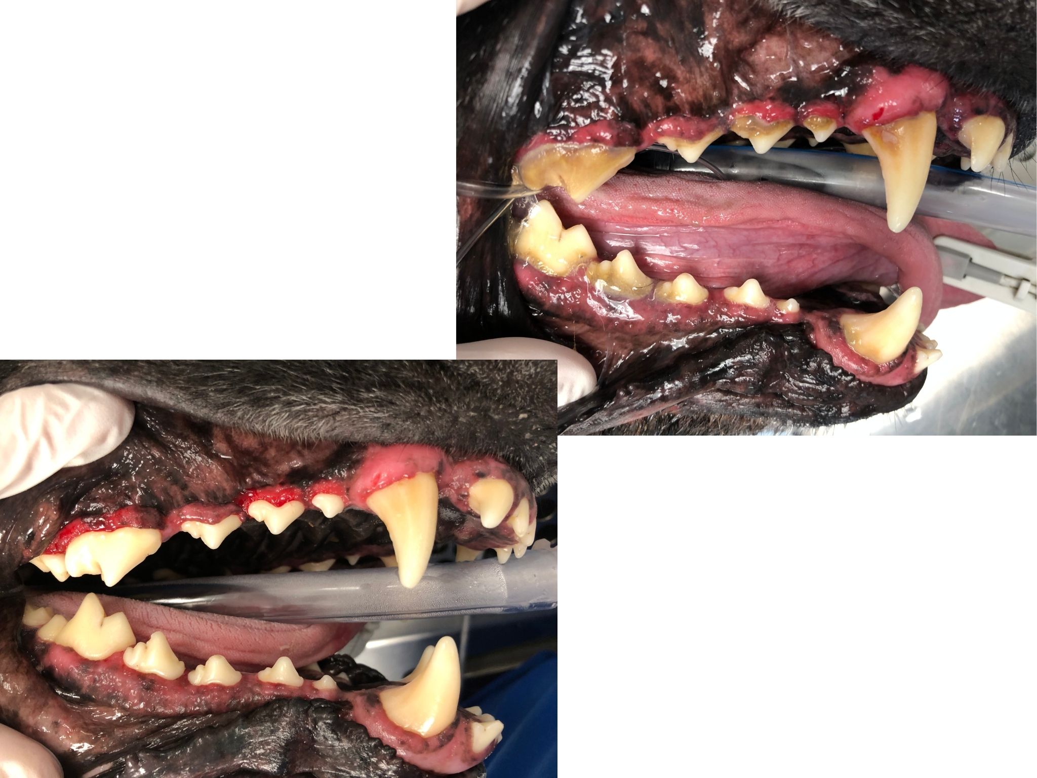 Before & After of a dog dental