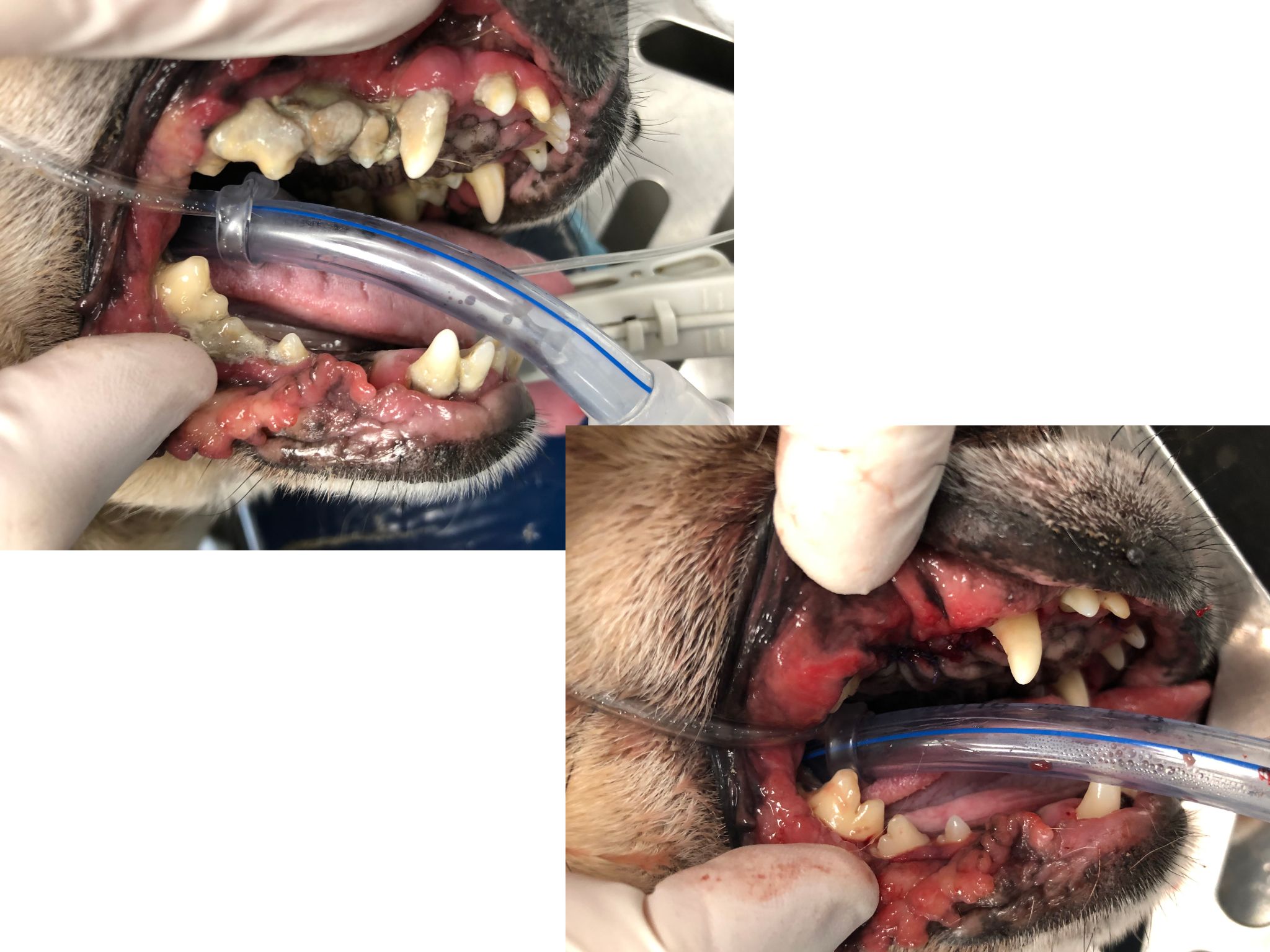 Before & After of a dog dental