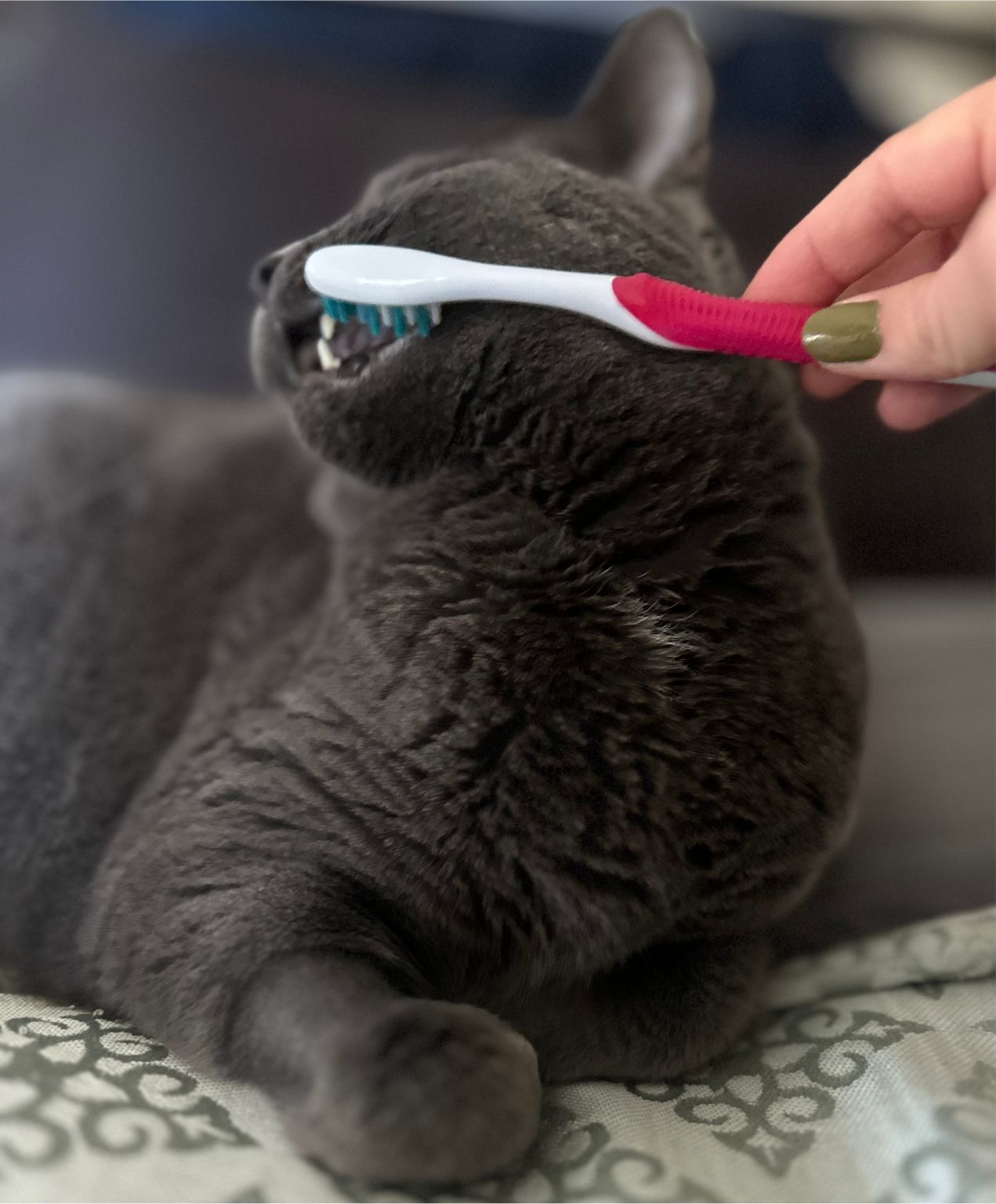 Brushing a cat's teeth