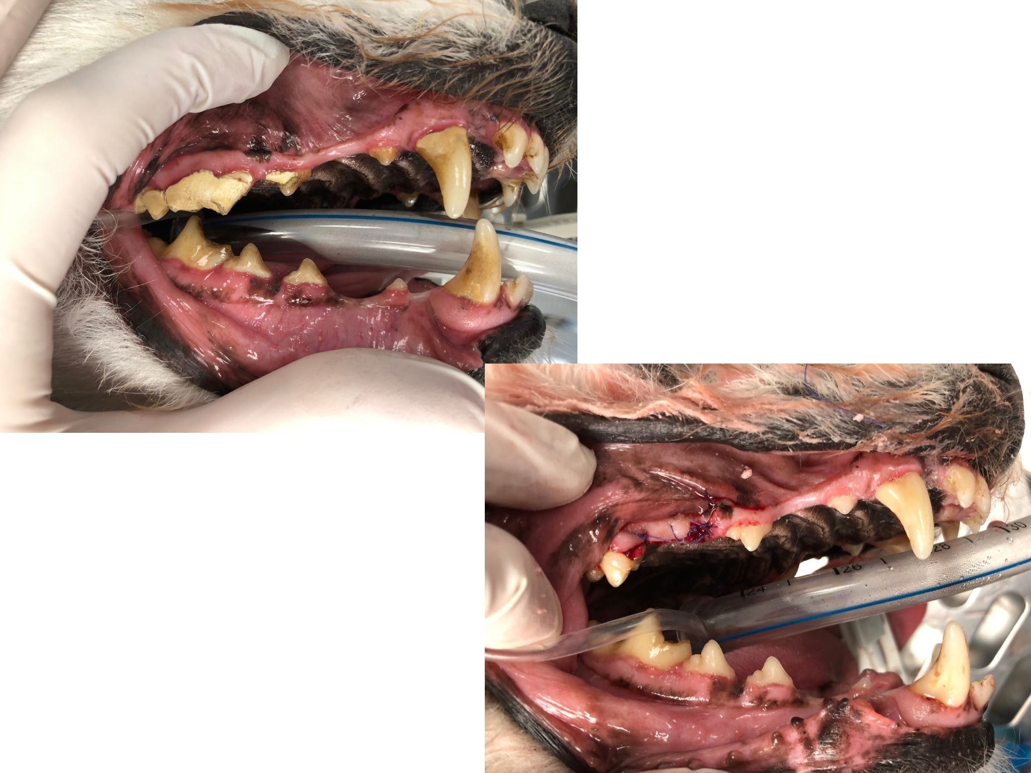 Before & After of a dog dental