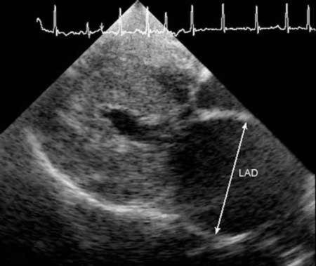 Cat Cardiomyopathy