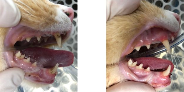 Before & After of a cat dental