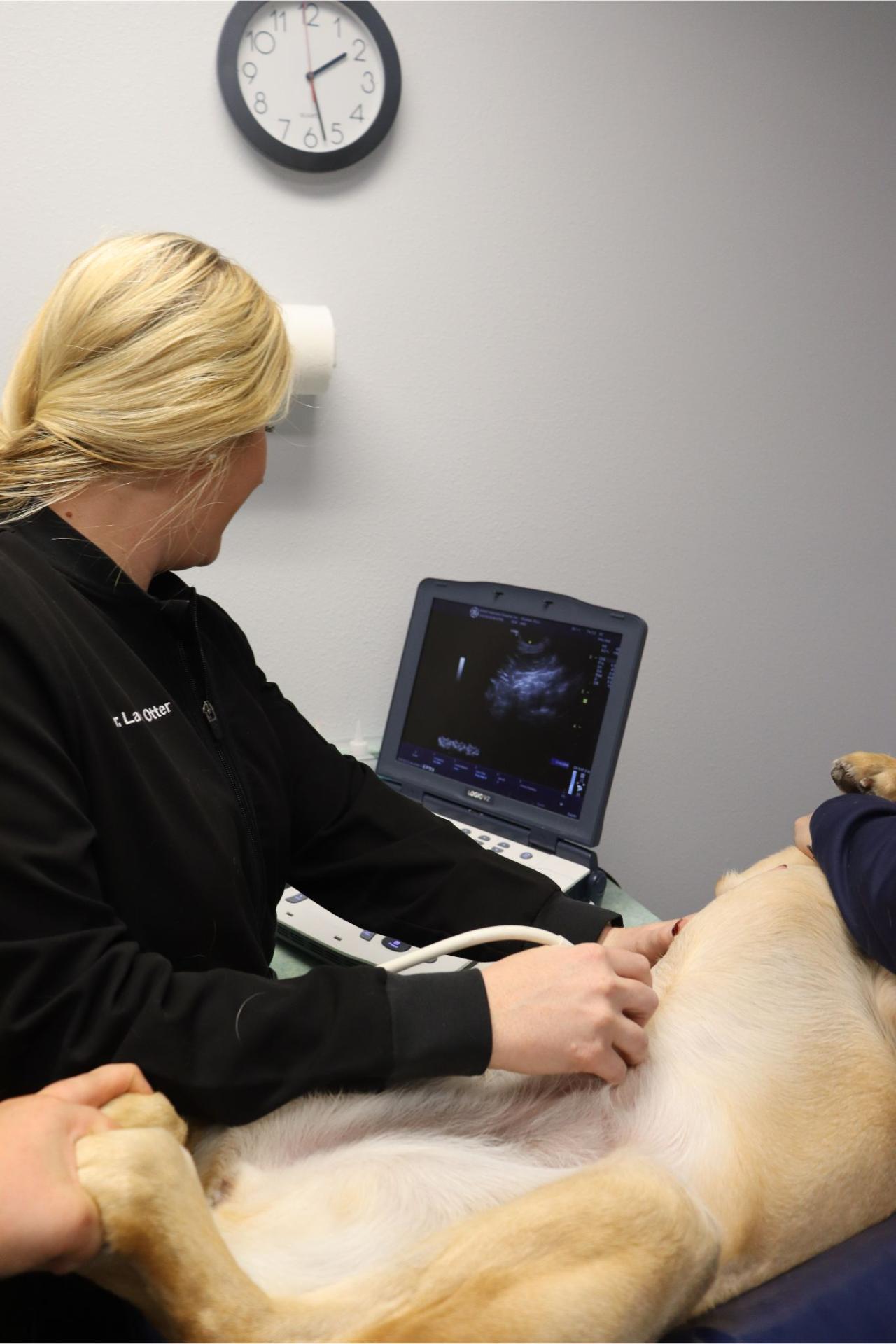 Dog getting an ultrasound