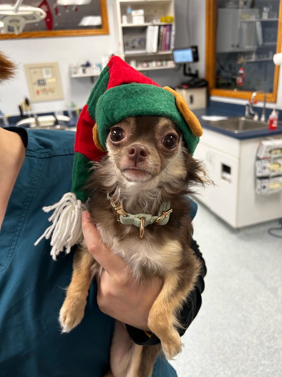 Dog in Christmas hat