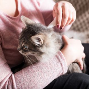 Applying flea treatment to a cat