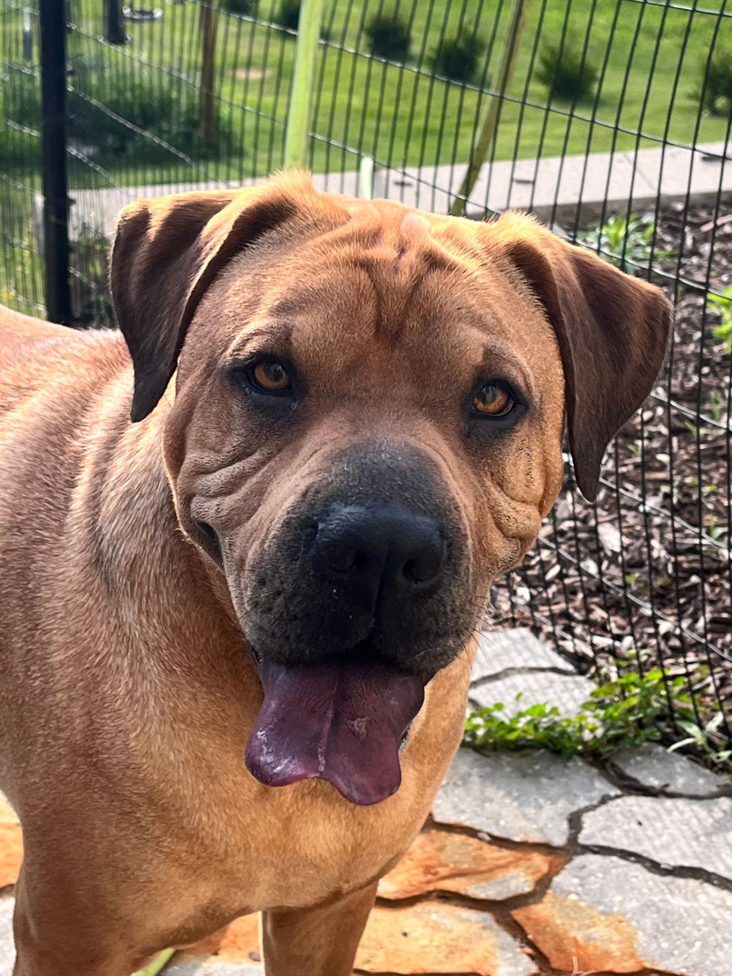 Shar Pei Fever