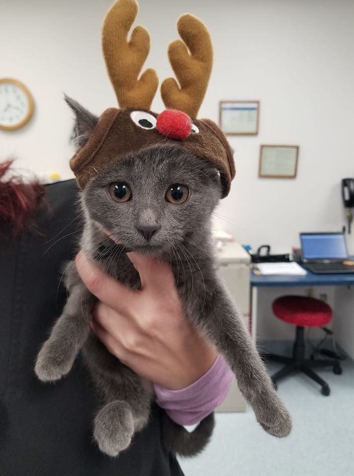 Mayhem in Christmas hat