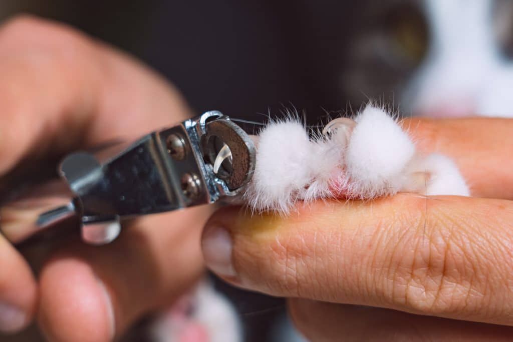 Cat getting a nail trim