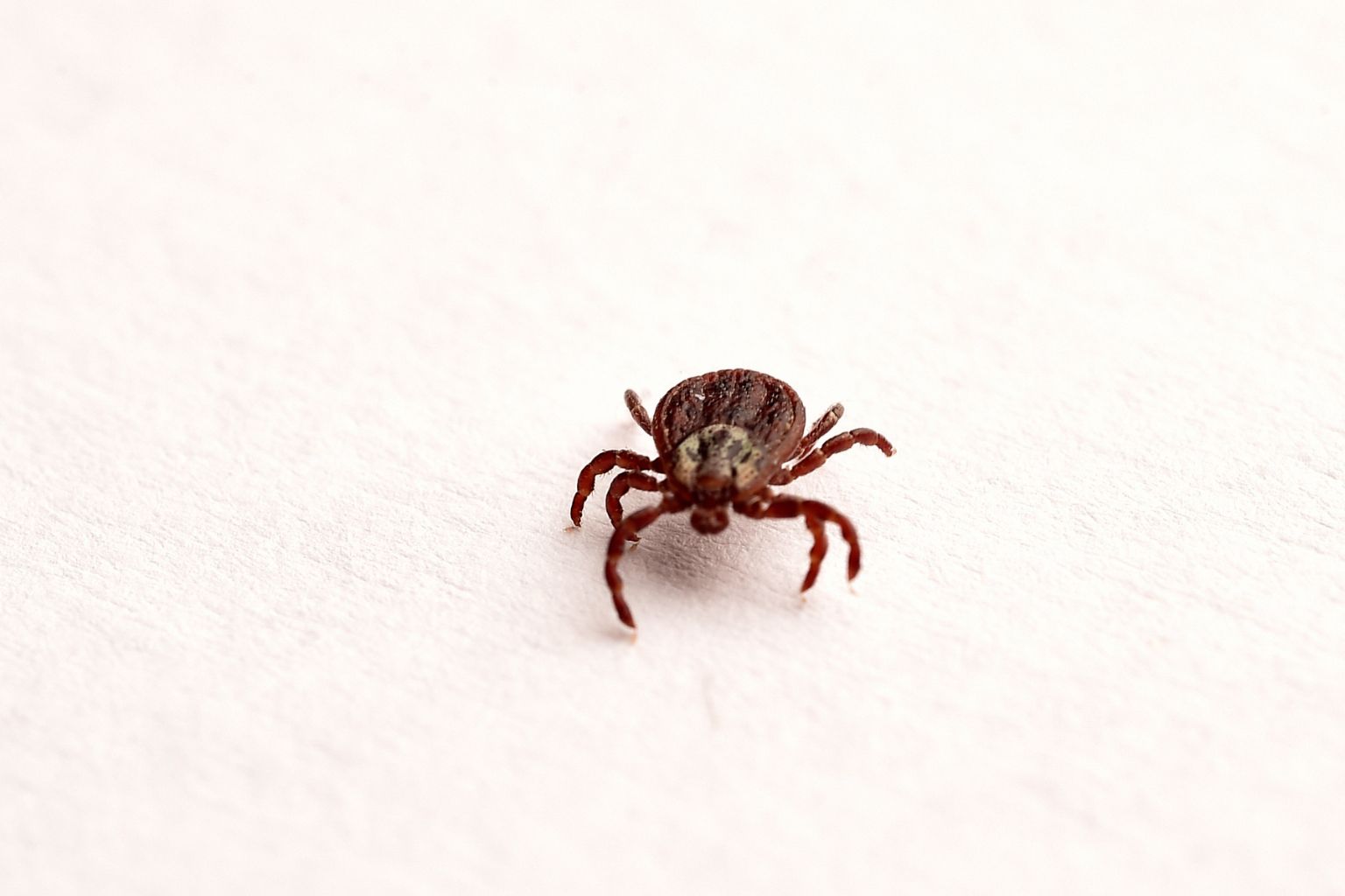 Ticks