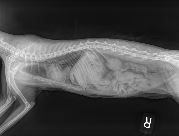 Xray of a cat