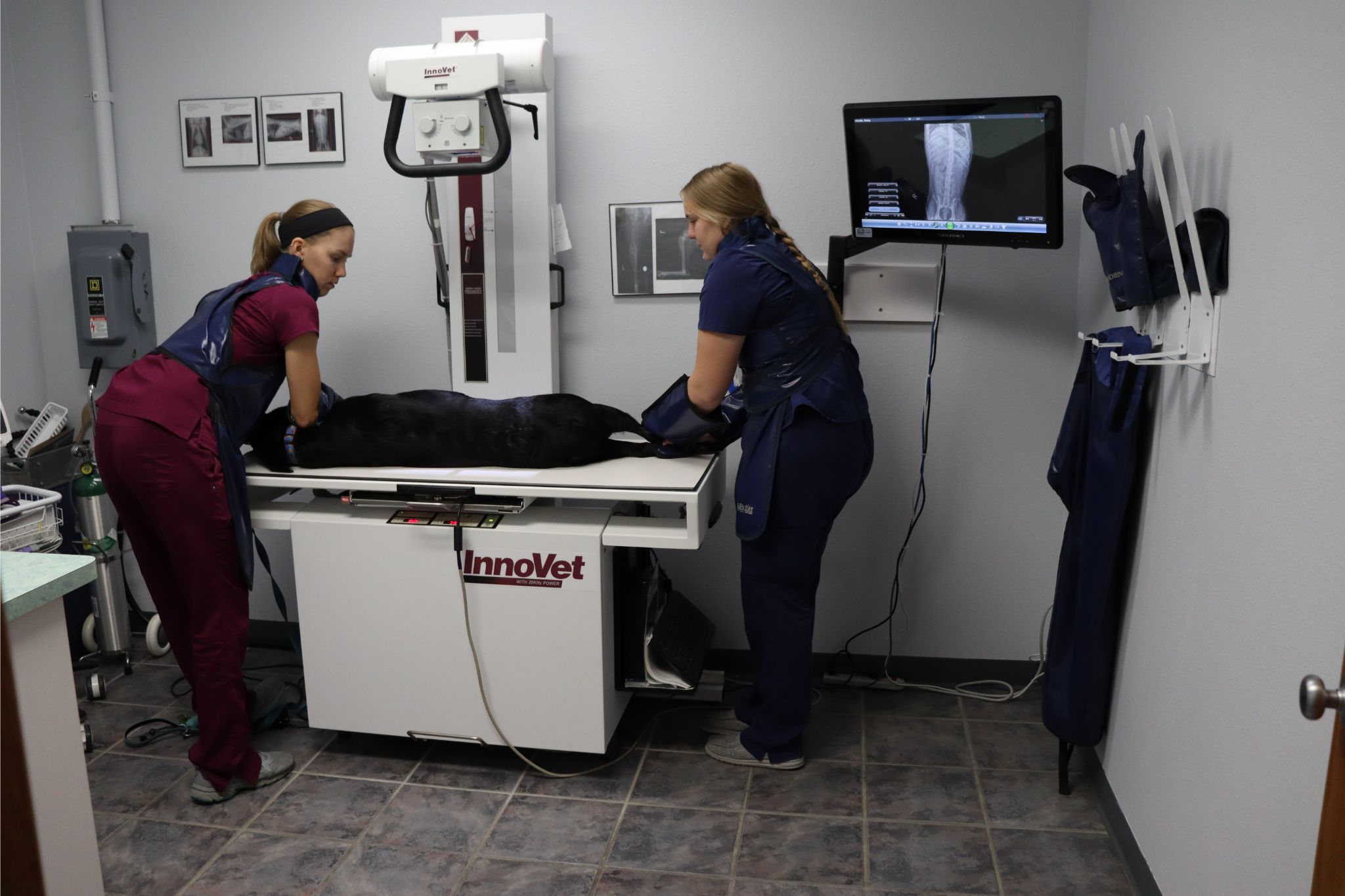 Taking xrays of a dog