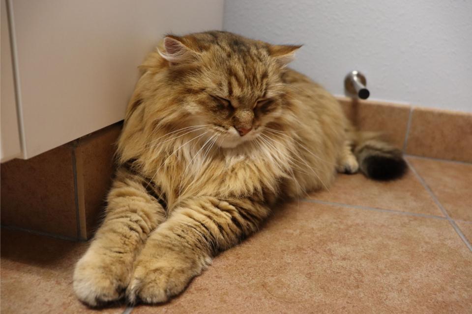 Cat exam