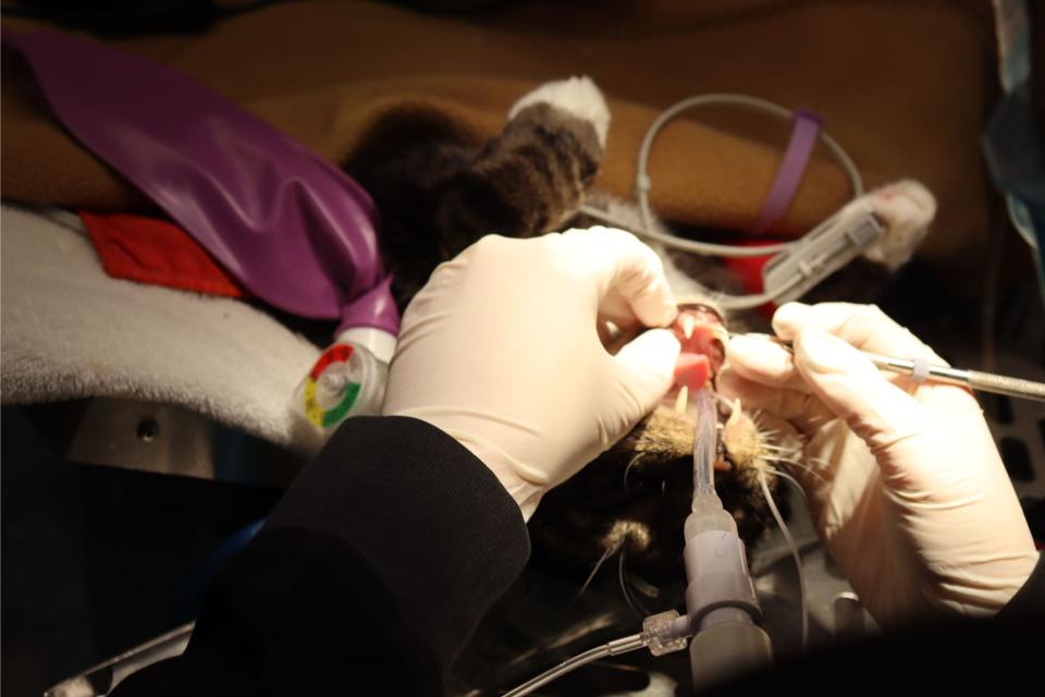 Cat Dental