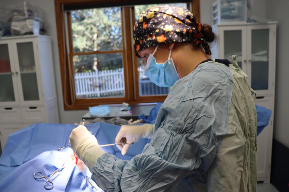 Dr. Ann preforming surgery