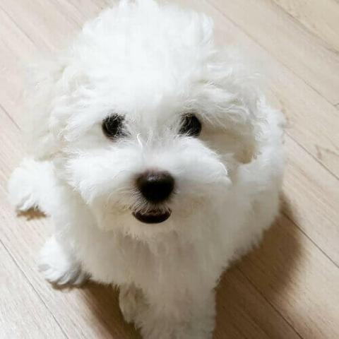 Bichon Frise Dog Breed Info