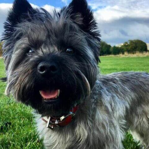 Are Cairn Terriers Good With Cats? Unveiling the Truth