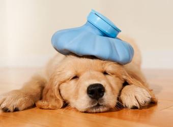 Canine Influenza