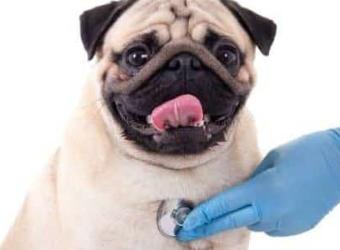 Heart Murmurs in Dogs and Cats