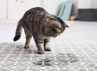 Feline Inappropriate Elimination