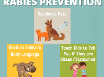 Rabies Precaution