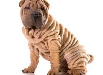 Shar-Pei Fever