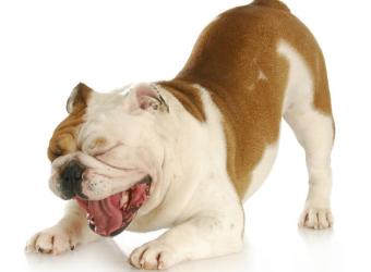 Kennel Cough