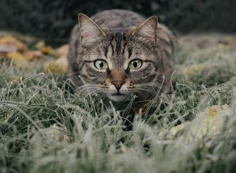 Kidney disease in cats