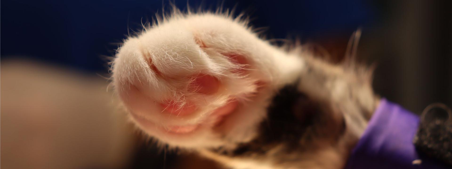 Cat paw