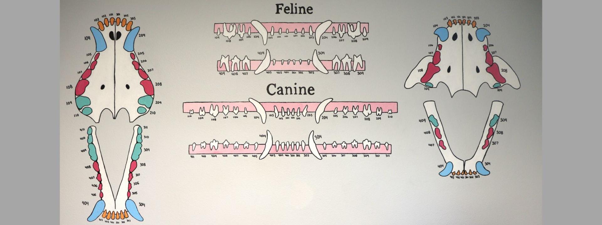 Dental wall