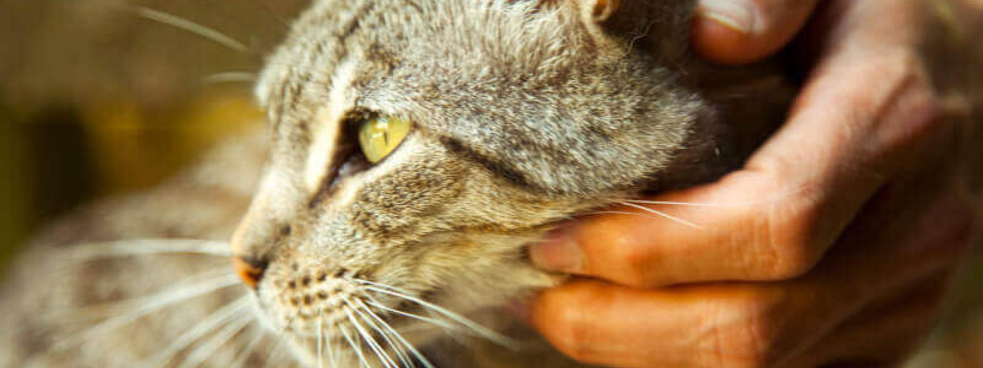 Four Fixes For Feline Behavior Issues